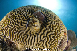 Brain coral with chrismas trees and cleaning goby, taken ... by Javier Sandoval 